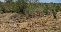 Malindi Plots Along Malindi Tsavo Highway